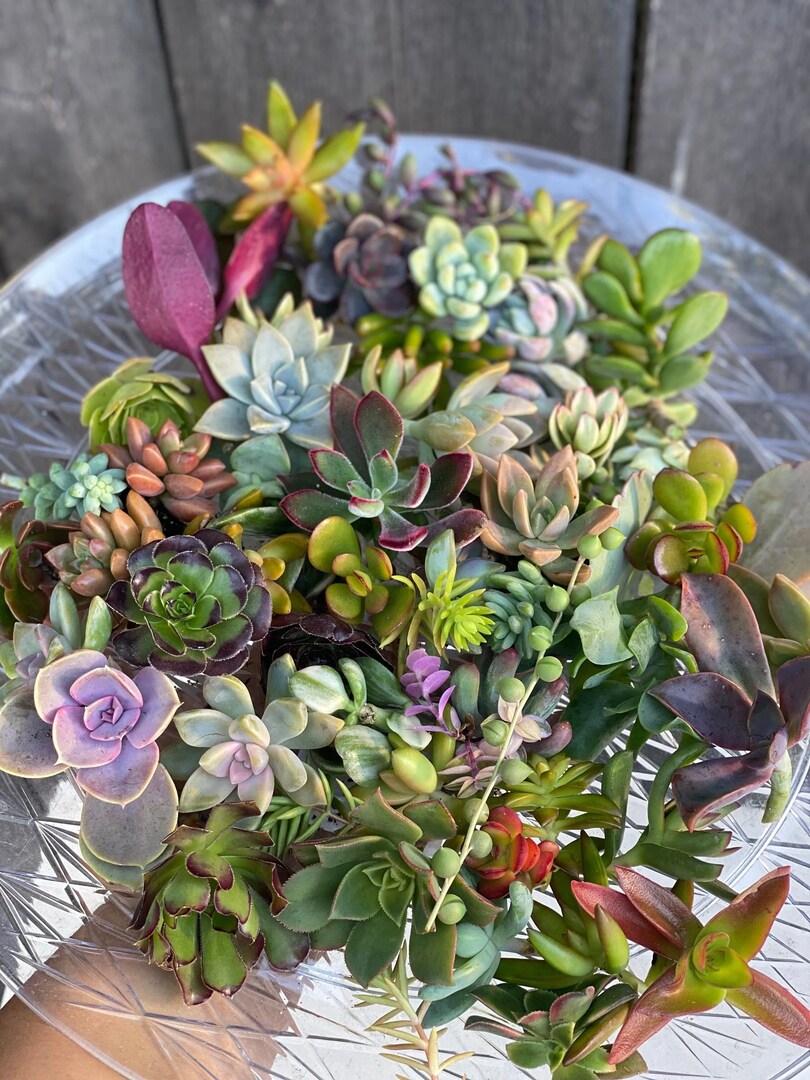 dusty rose succulent Echeveria 'Dusty Rose'